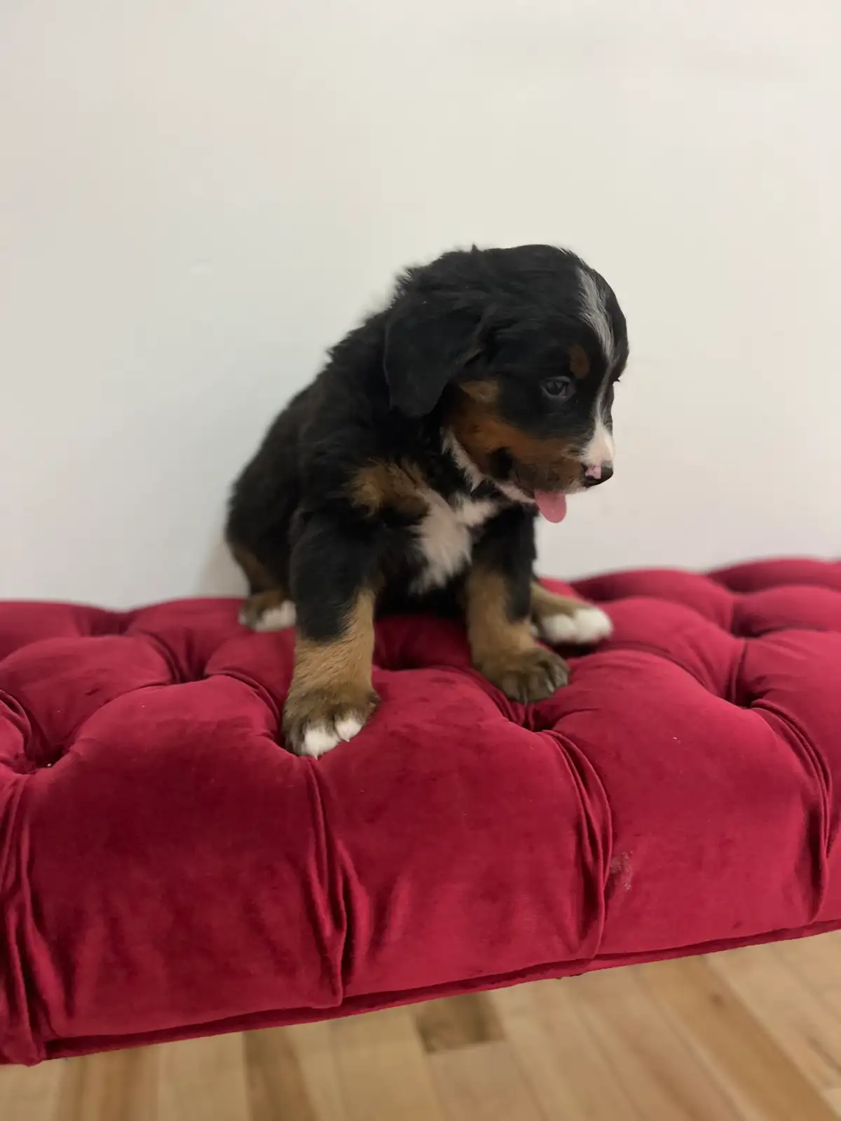 pure bred Bernese mountain dog puppies