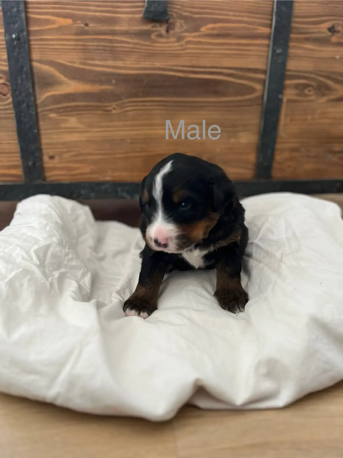 pure bred Bernese mountain dog puppies — thumbnail 2