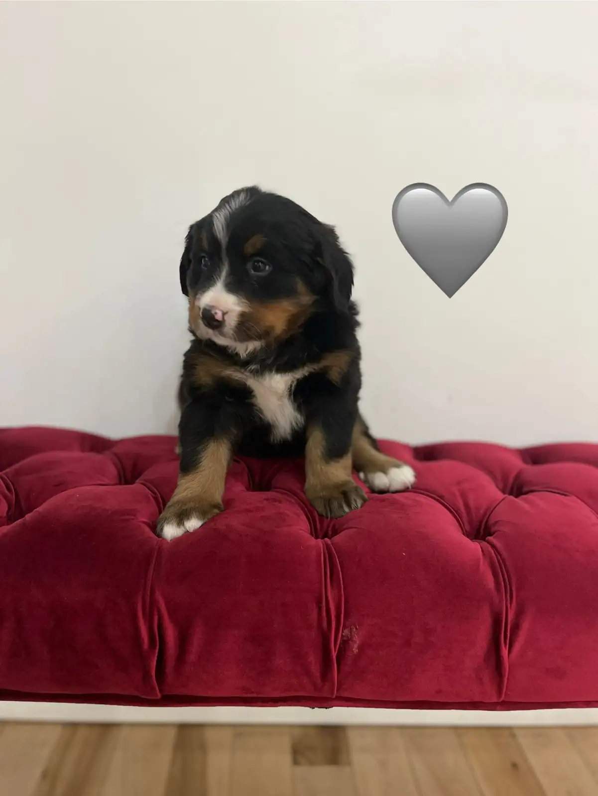 pure bred Bernese mountain dog puppies — thumbnail 3