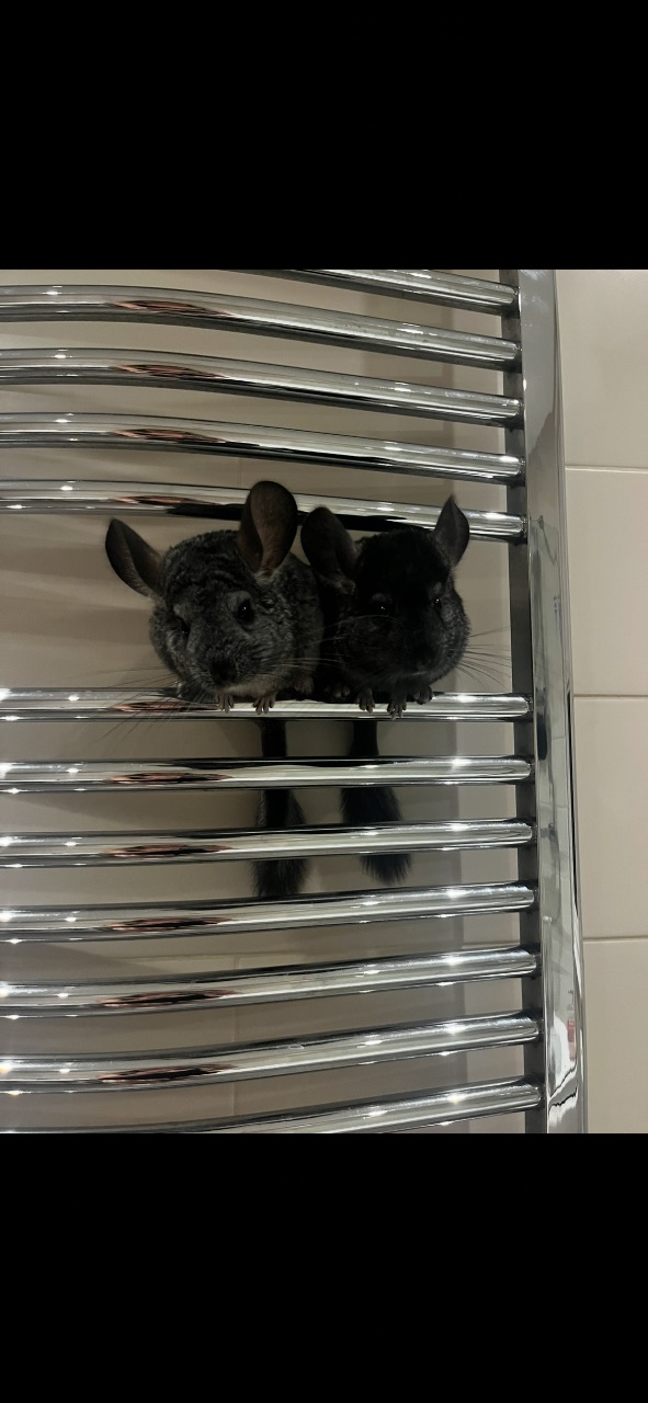 Two lovely chinchilla brothers  — thumbnail 2