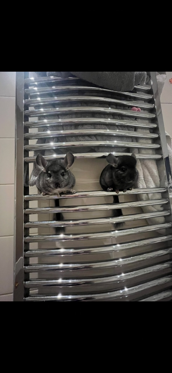 Two lovely chinchilla brothers  — thumbnail 3