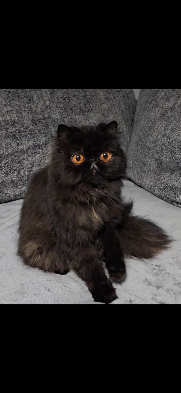 Gorgeous Tica registered male Pure persian White Male -15 weeks old — thumbnail 2