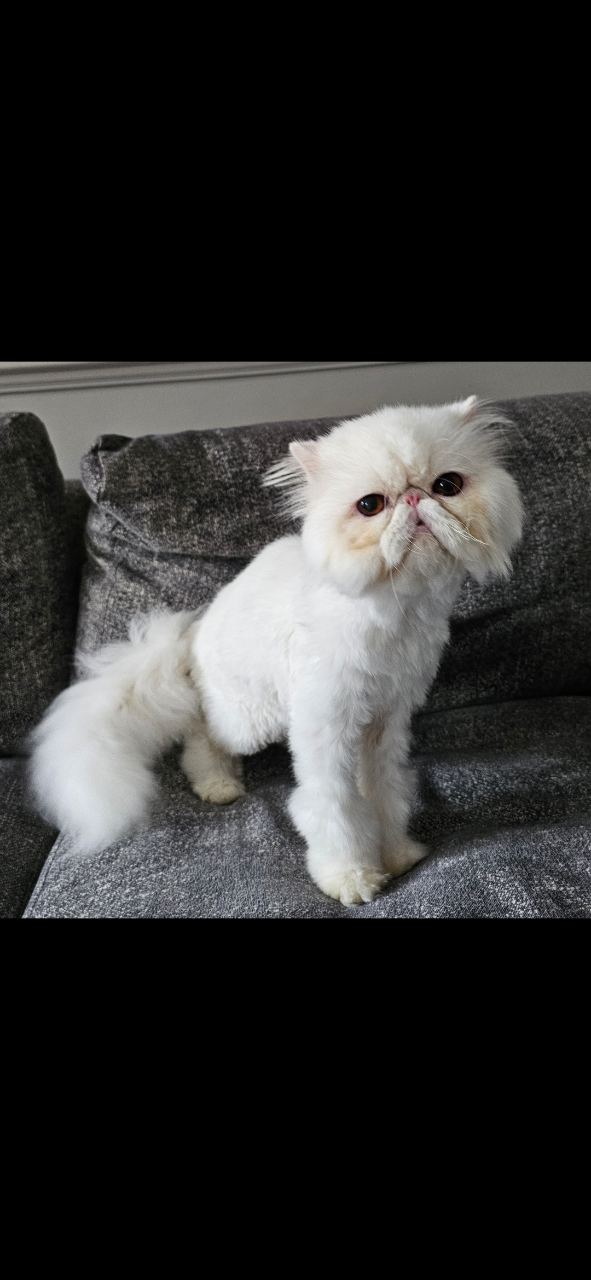 Gorgeous Tica registered male Pure persian White Male -15 weeks old — thumbnail 3