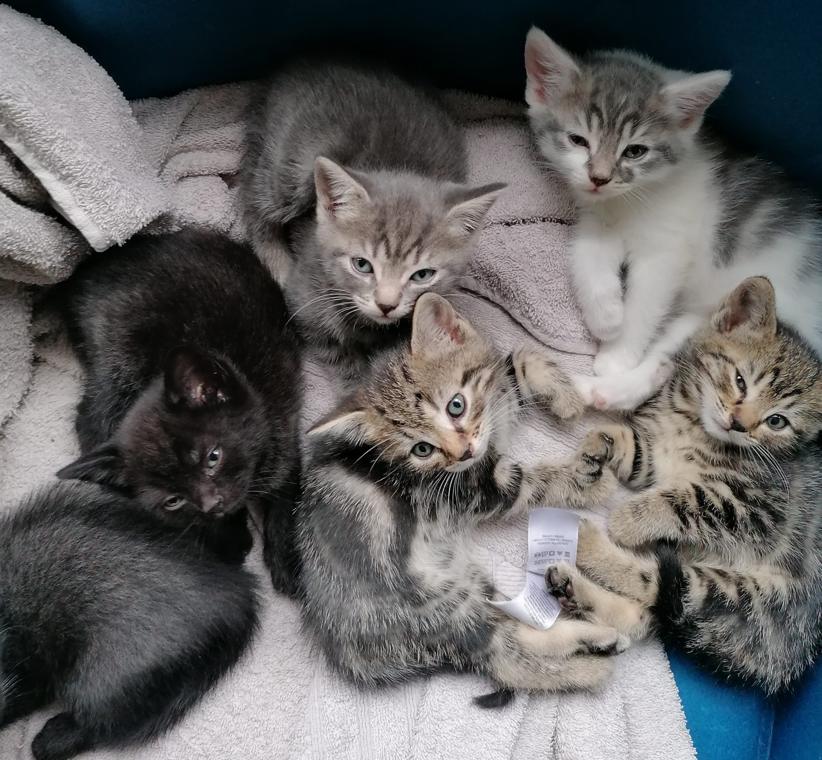 6 Adorable kittens ready for their homes — thumbnail 2
