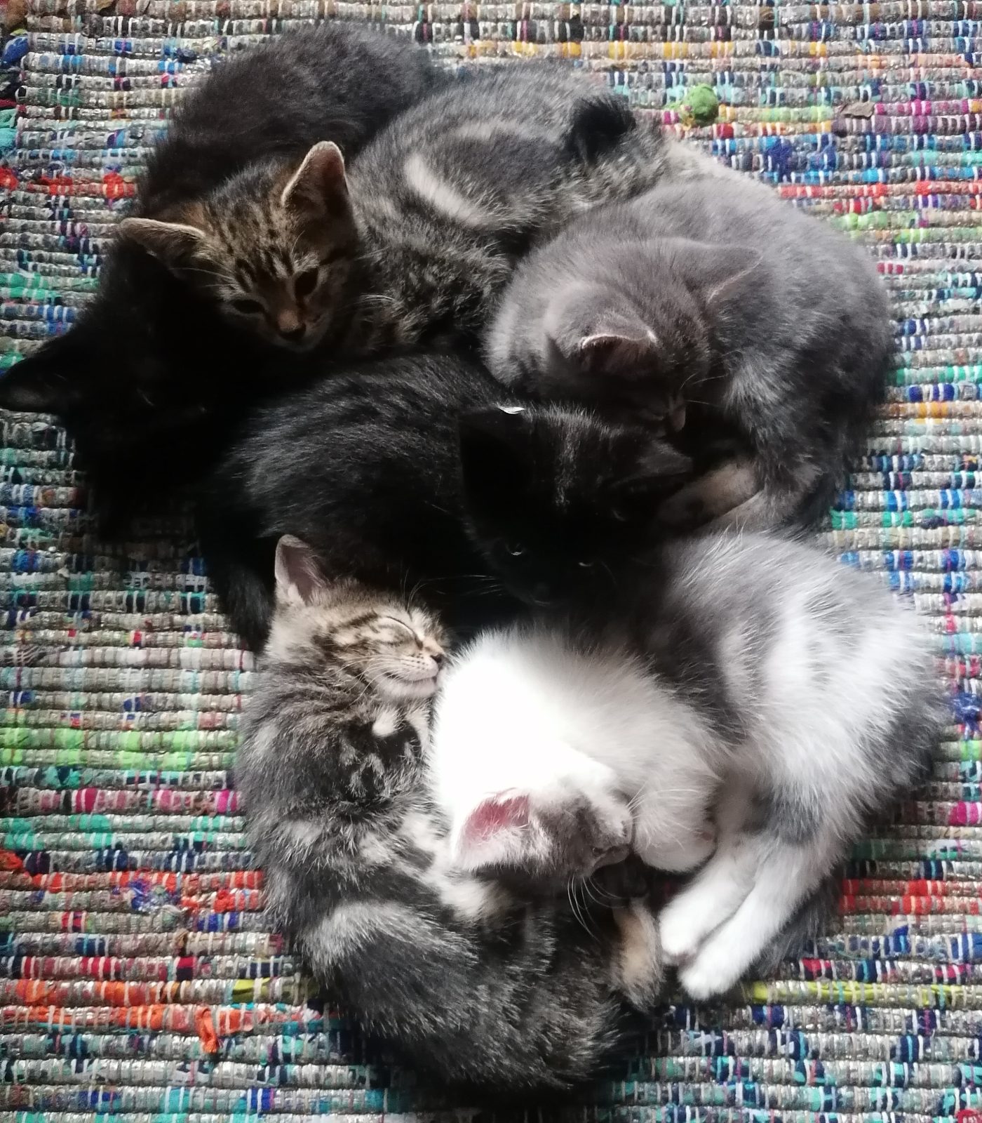 6 Adorable kittens ready for their homes — thumbnail 3