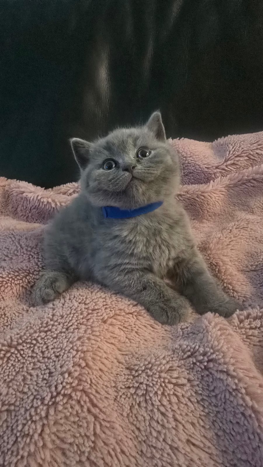 British cat — thumbnail 2
