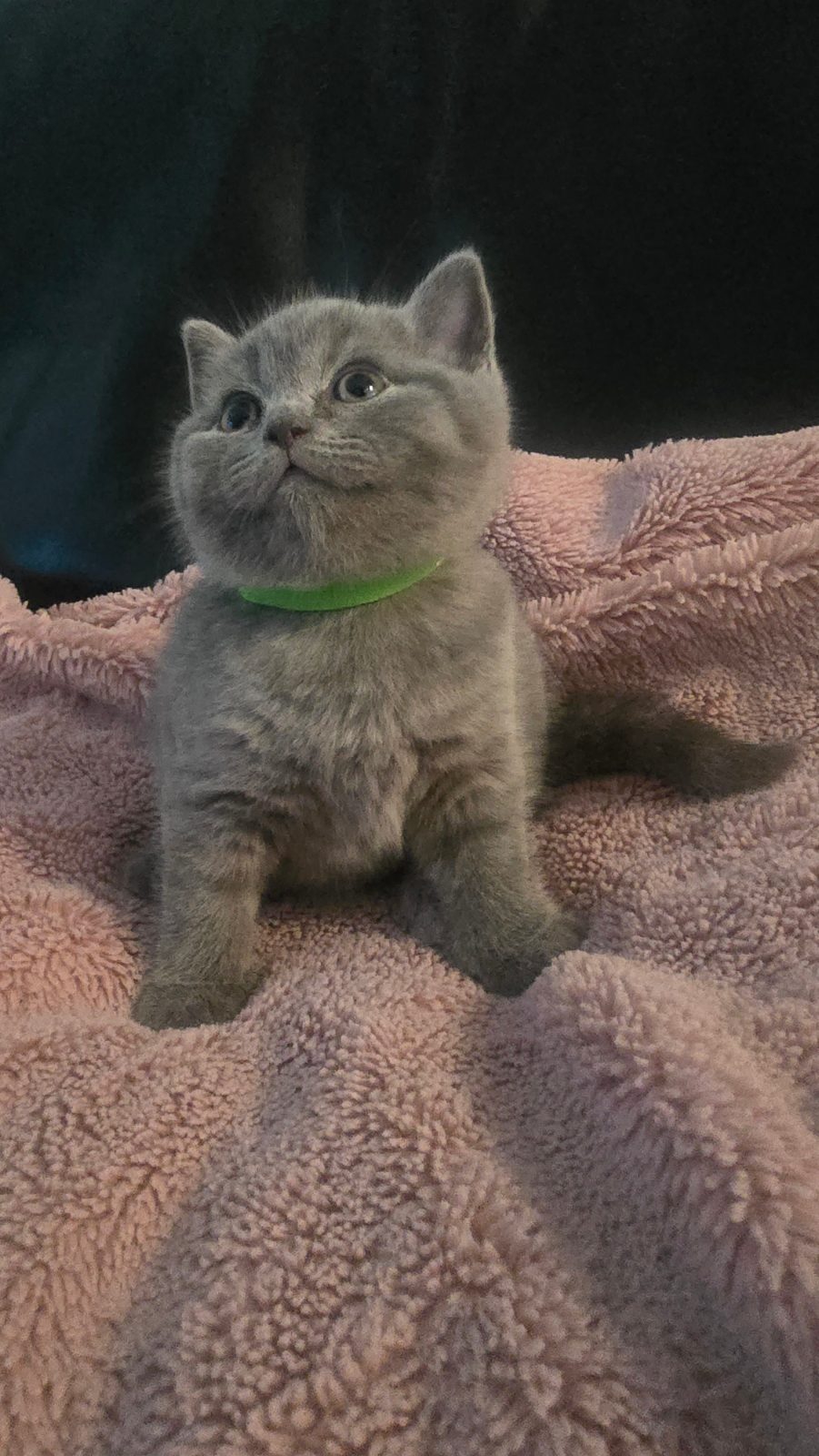 British cat — thumbnail 3