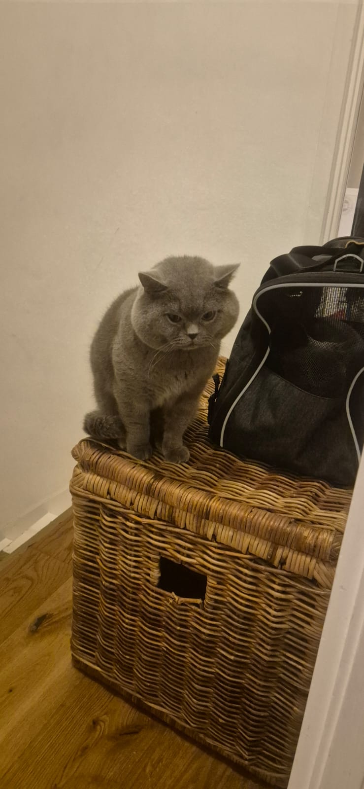 British cat — thumbnail 6