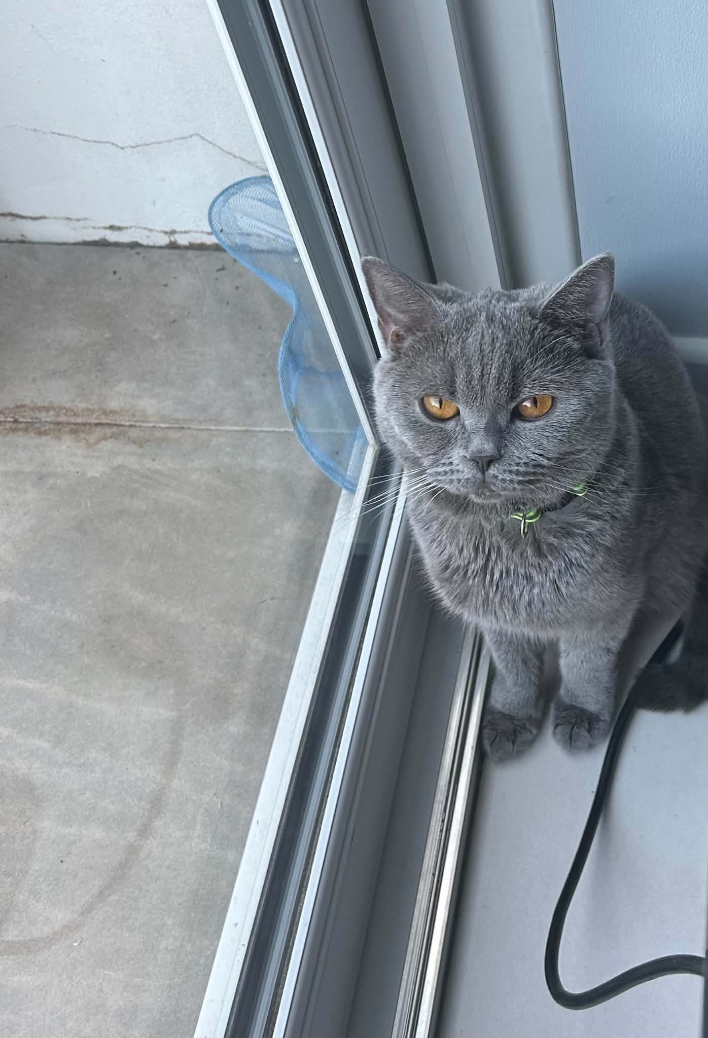British cat — thumbnail 7