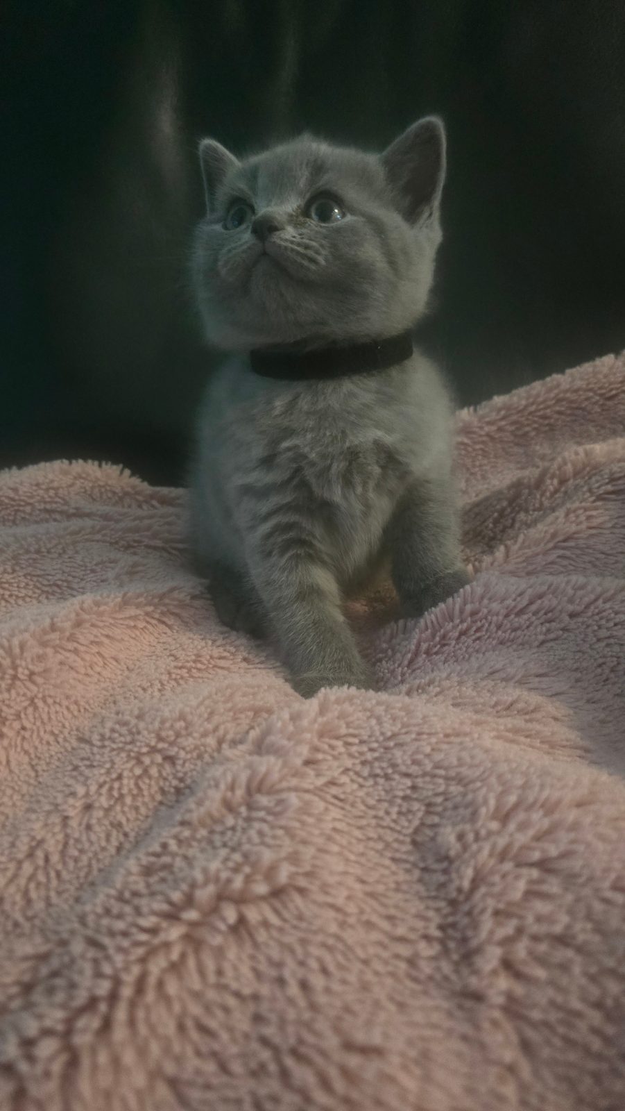 British cat — thumbnail 4