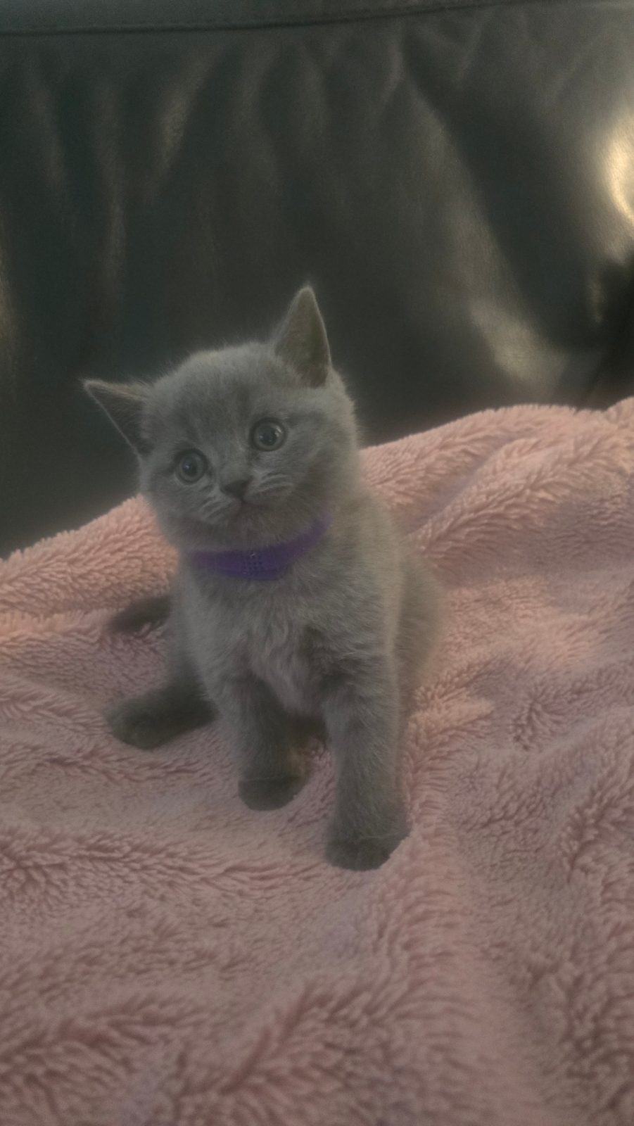 British cat — thumbnail 5