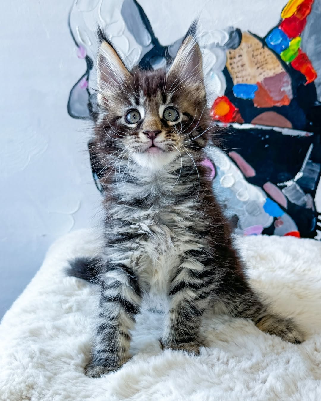 maine coon kittens — thumbnail 2