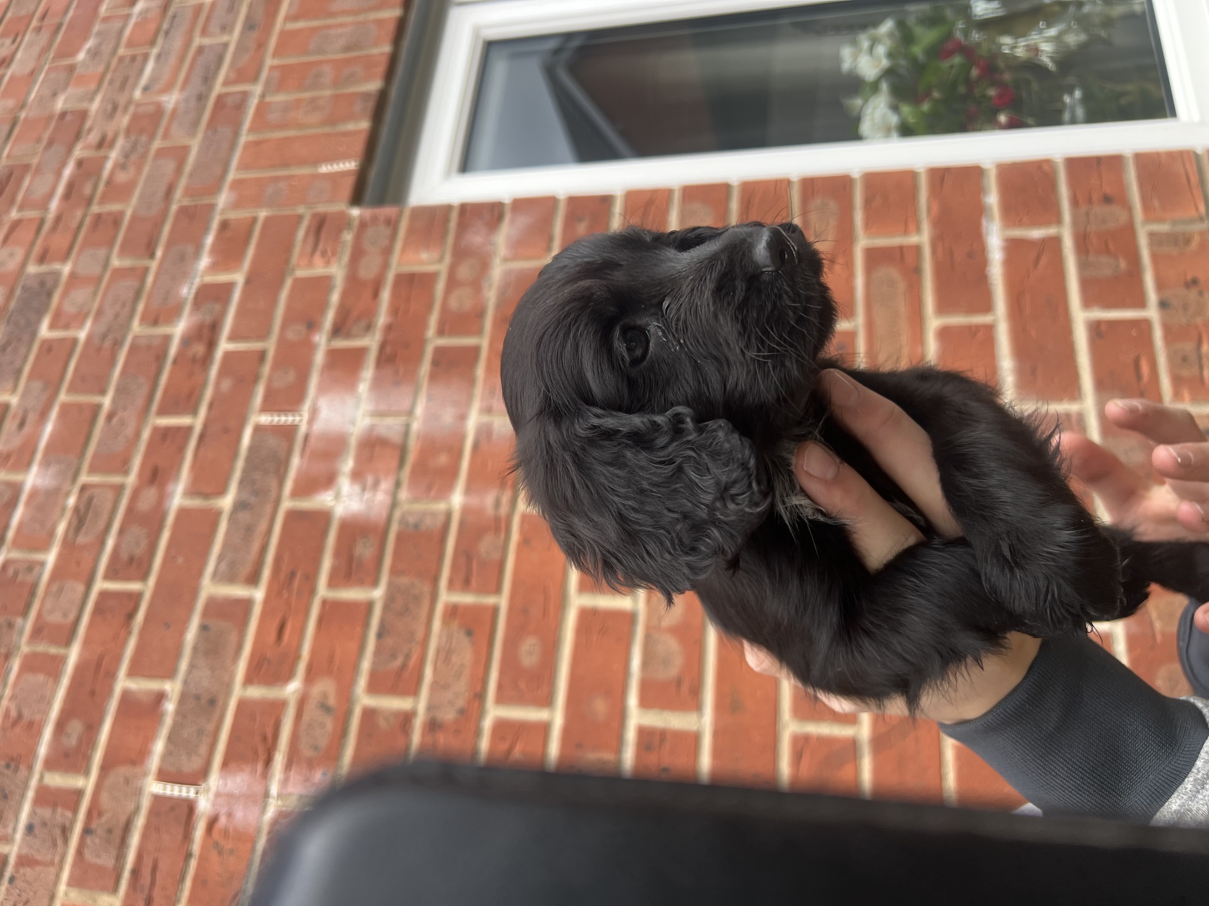 Cocker Spaniel Girls — thumbnail 2
