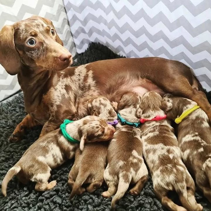 Incredible Remark Dapple Chocolate Dachshund Puppies Available