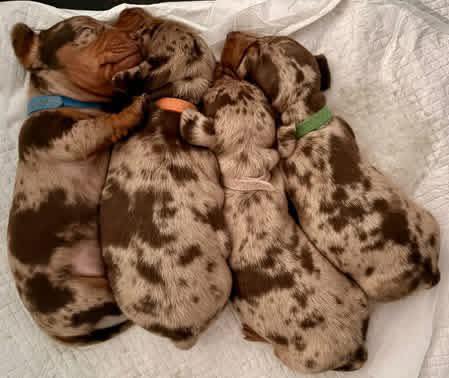 Incredible Remark Dapple Chocolate Dachshund Puppies Available — thumbnail 3