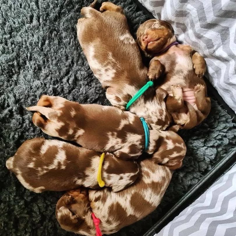 Incredible Remark Dapple Chocolate Dachshund Puppies Available — thumbnail 2