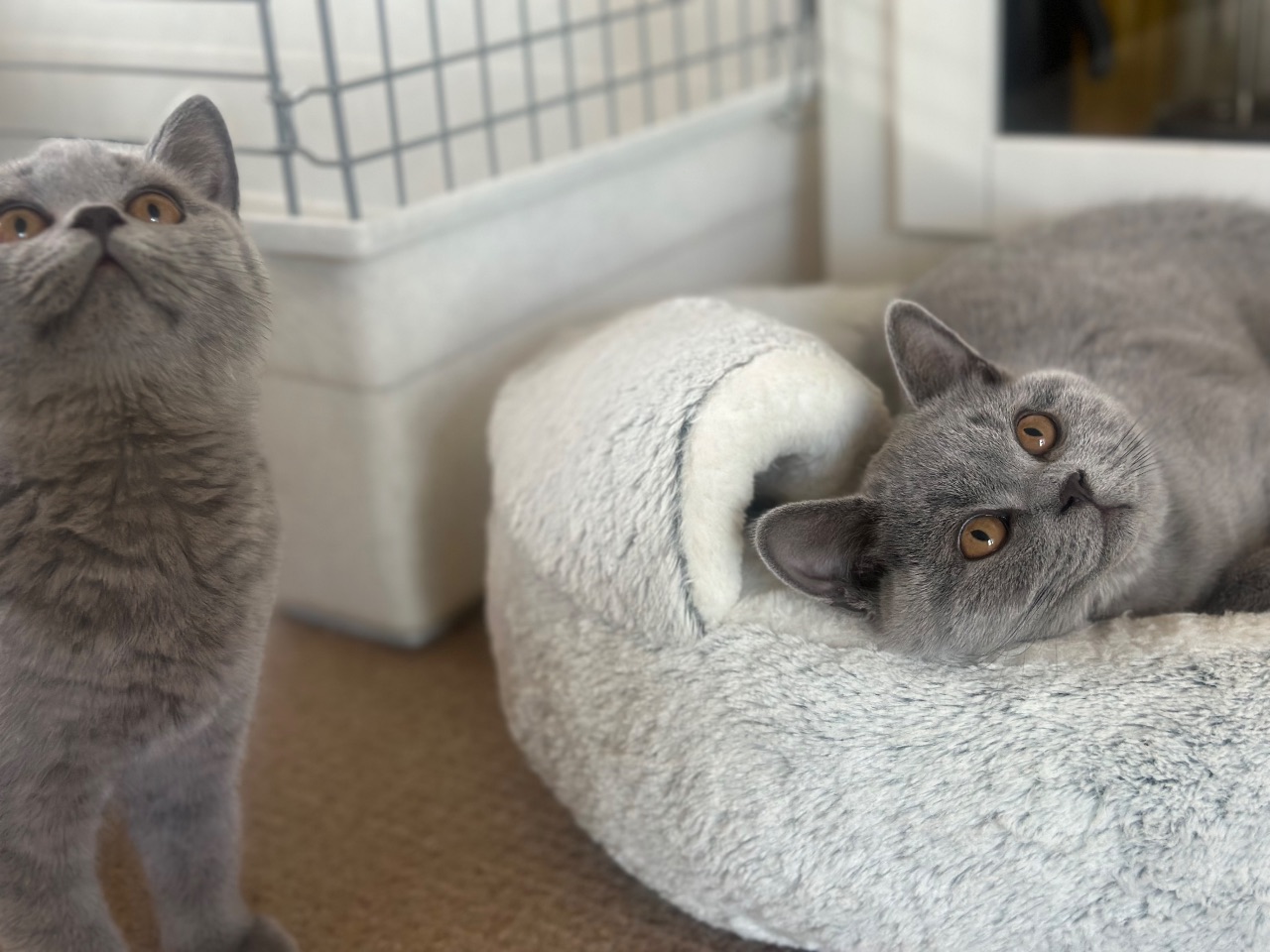 Beautiful Blue British Shorthair Boys (READY) — thumbnail 2