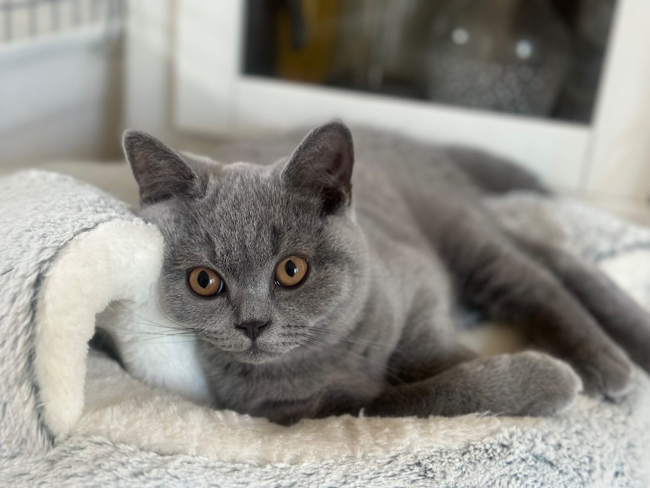 Beautiful Blue British Shorthair Boys (READY) — thumbnail 3