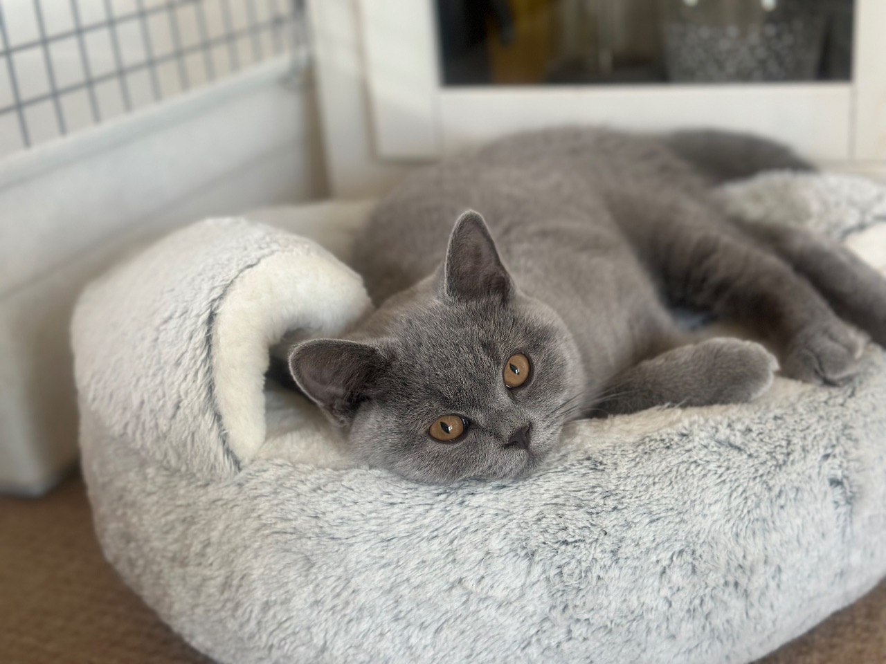 Beautiful Blue British Shorthair Boys (READY) — thumbnail 5