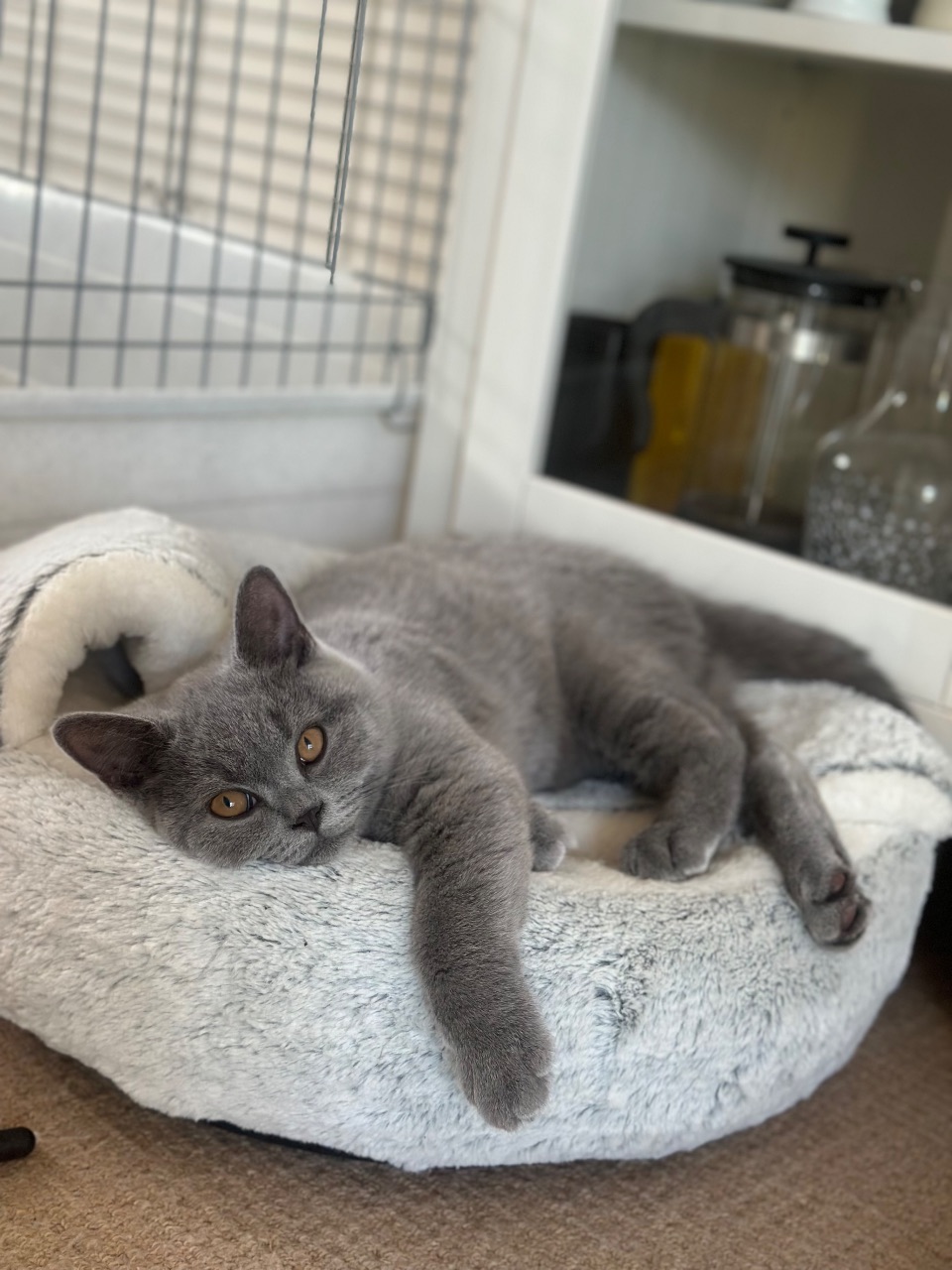 Beautiful Blue British Shorthair Boys (READY) — thumbnail 4