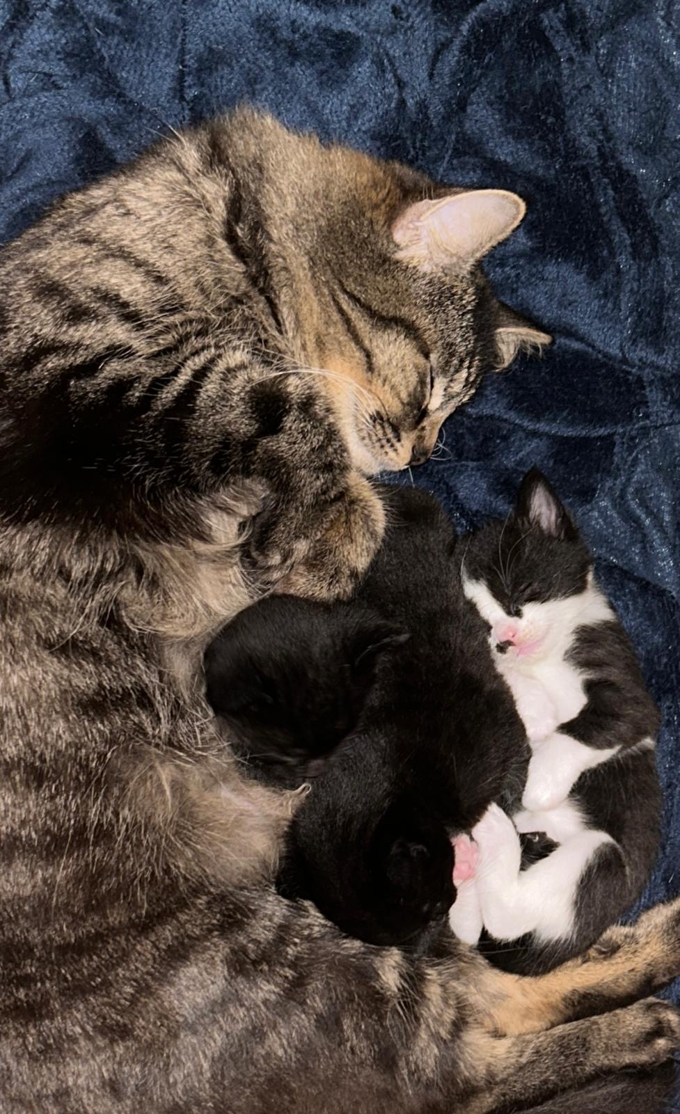 Beautiful kittens looking for loving homes – London — thumbnail 3