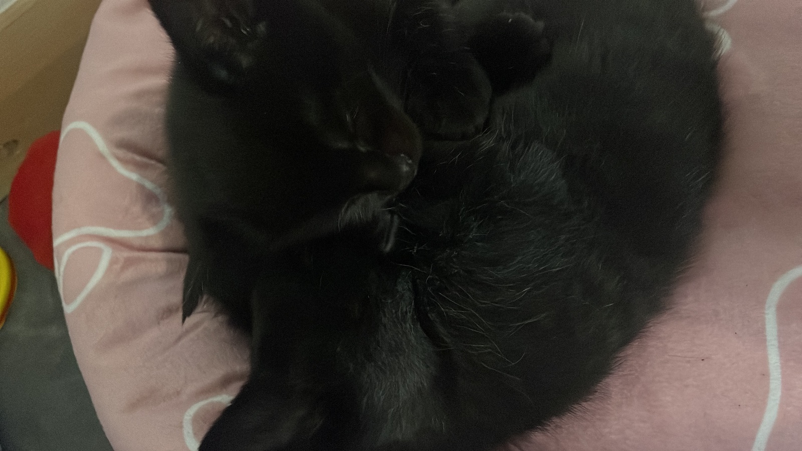 Beautiful kittens looking for loving homes – London — thumbnail 2