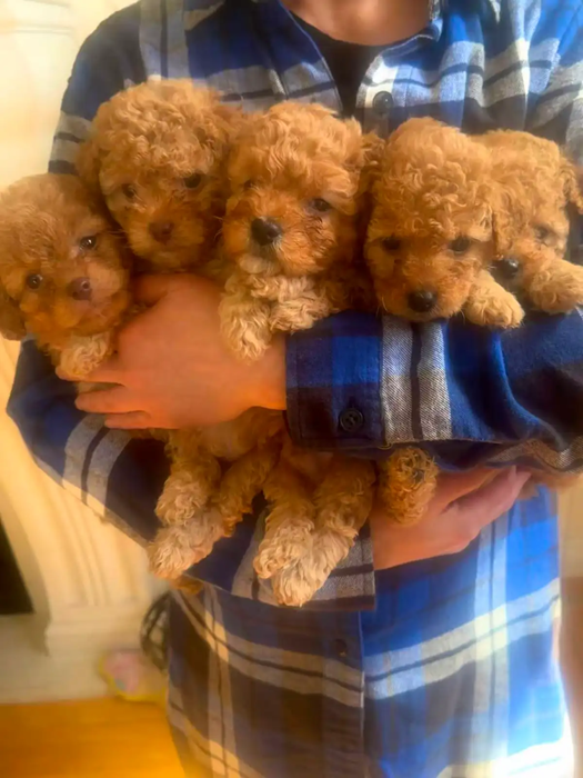 Toy poodle puppies for sale