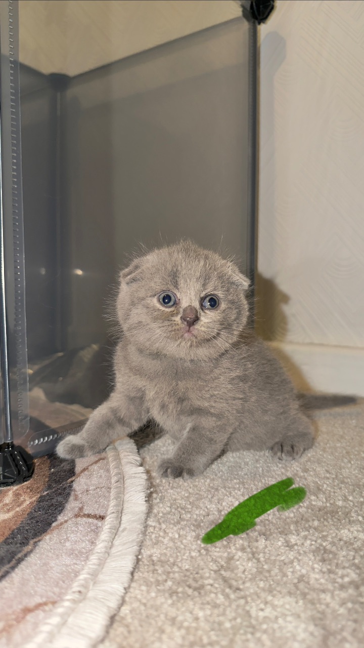 British shorthair kittens — thumbnail 2