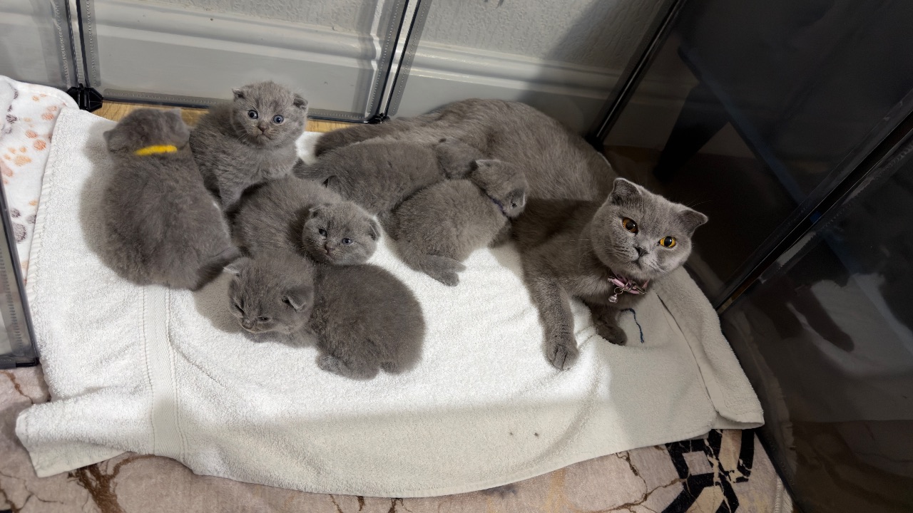 British shorthair kittens — photo 1