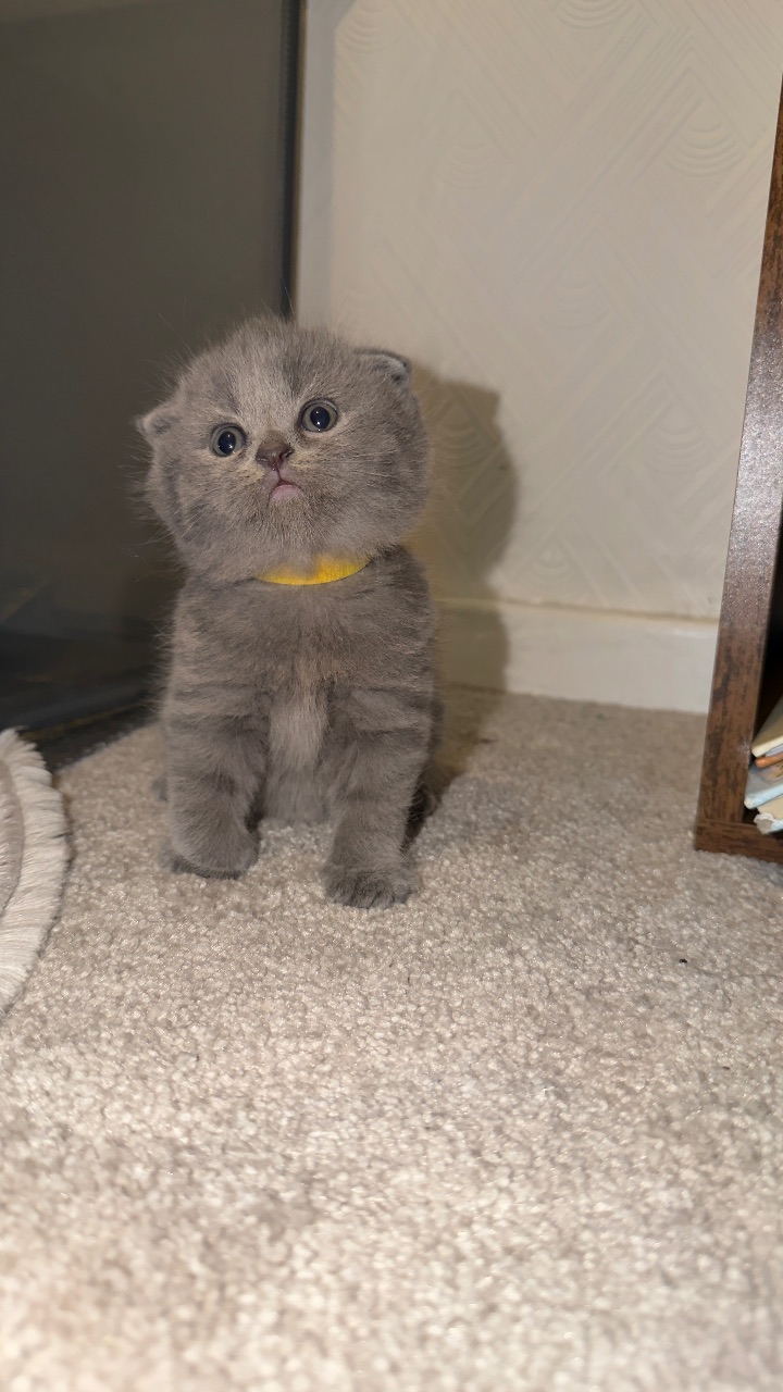 British shorthair kittens — thumbnail 3
