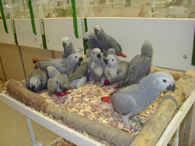 Hand-Reared African Grey Parrots Verified Breeder Healthy, Intelligent and Ready for Loving Homes