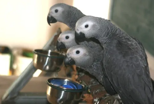 Hand-Reared African Grey Parrots Verified Breeder Healthy, Intelligent and Ready for Loving Homes — thumbnail 2