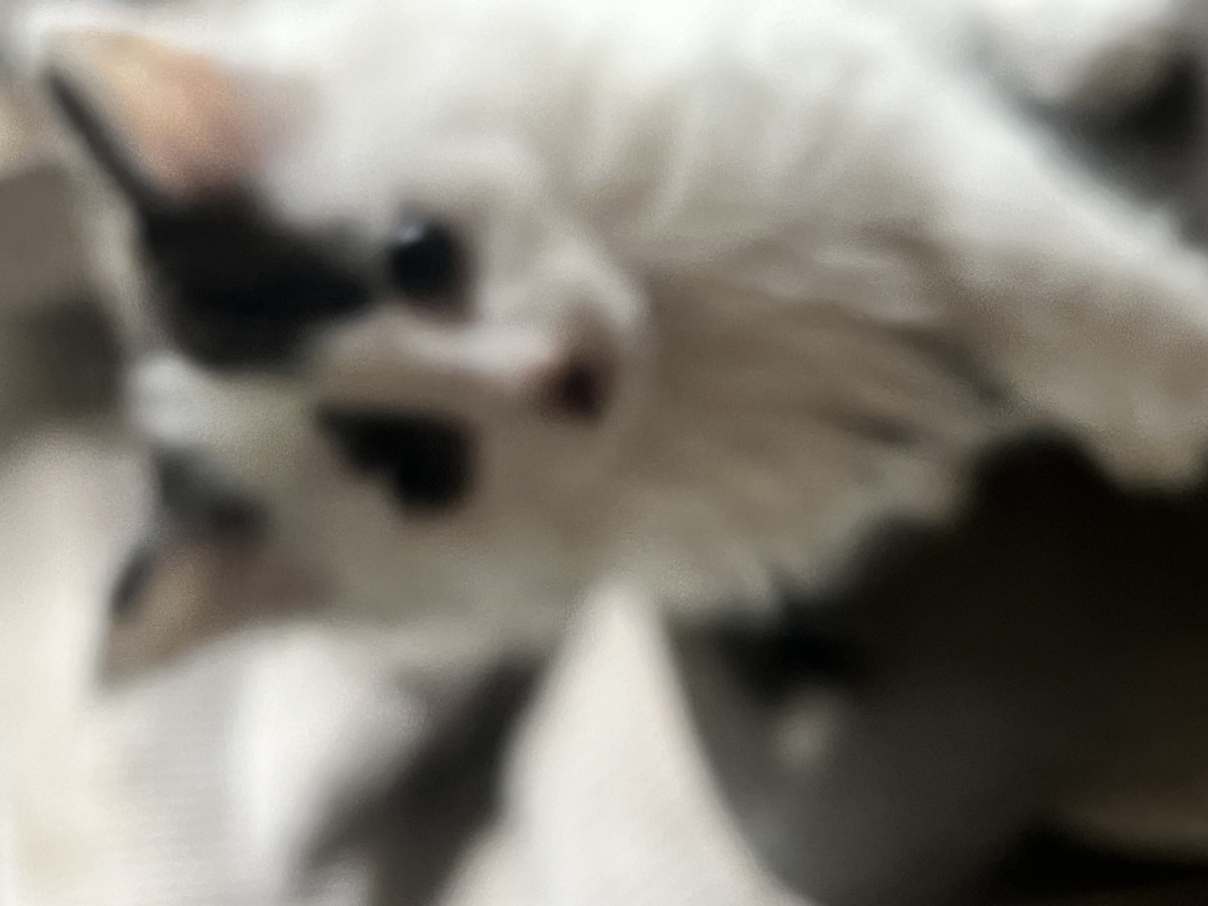 Half main coon — thumbnail 2