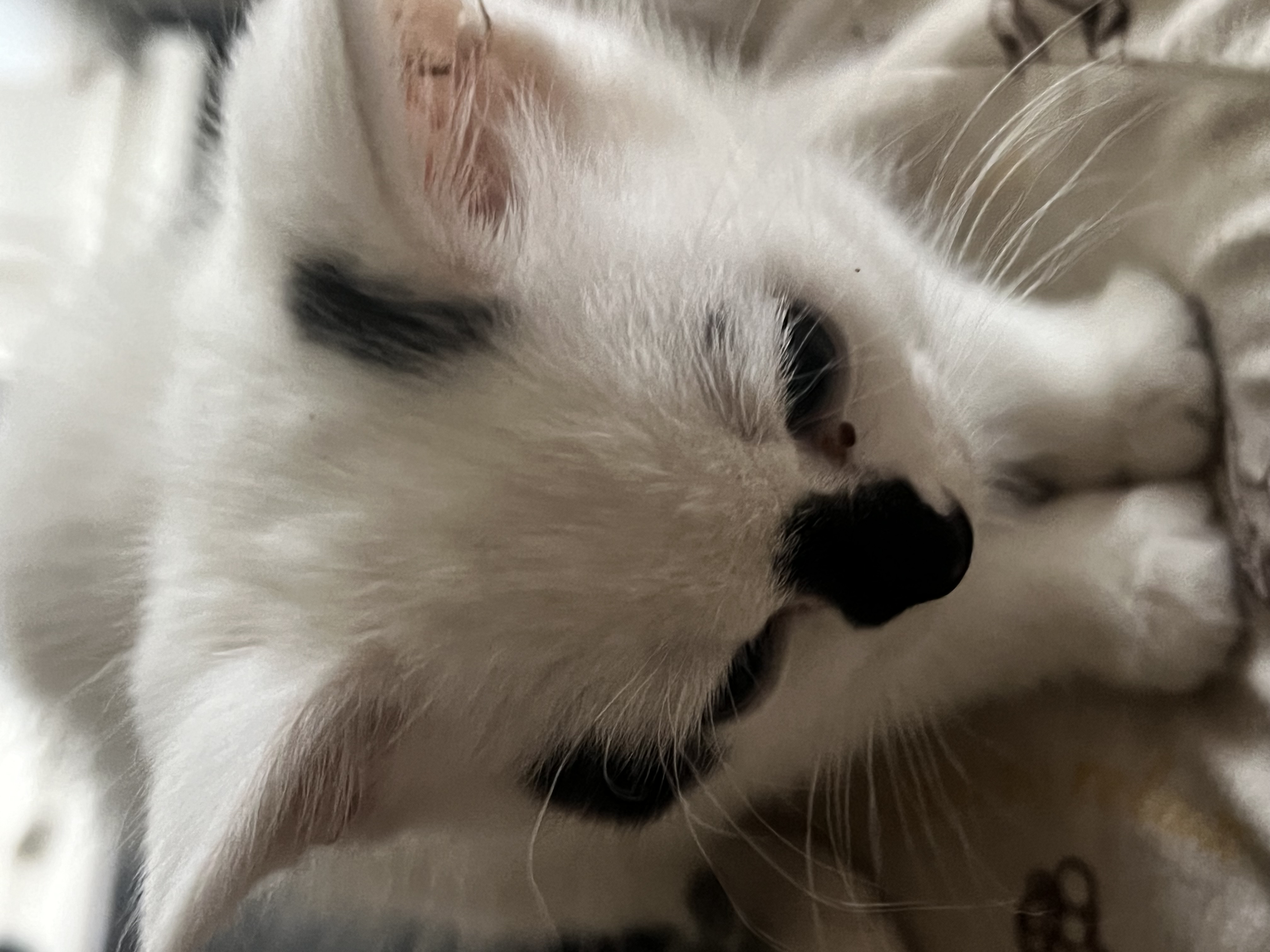 Half main coon — thumbnail 3