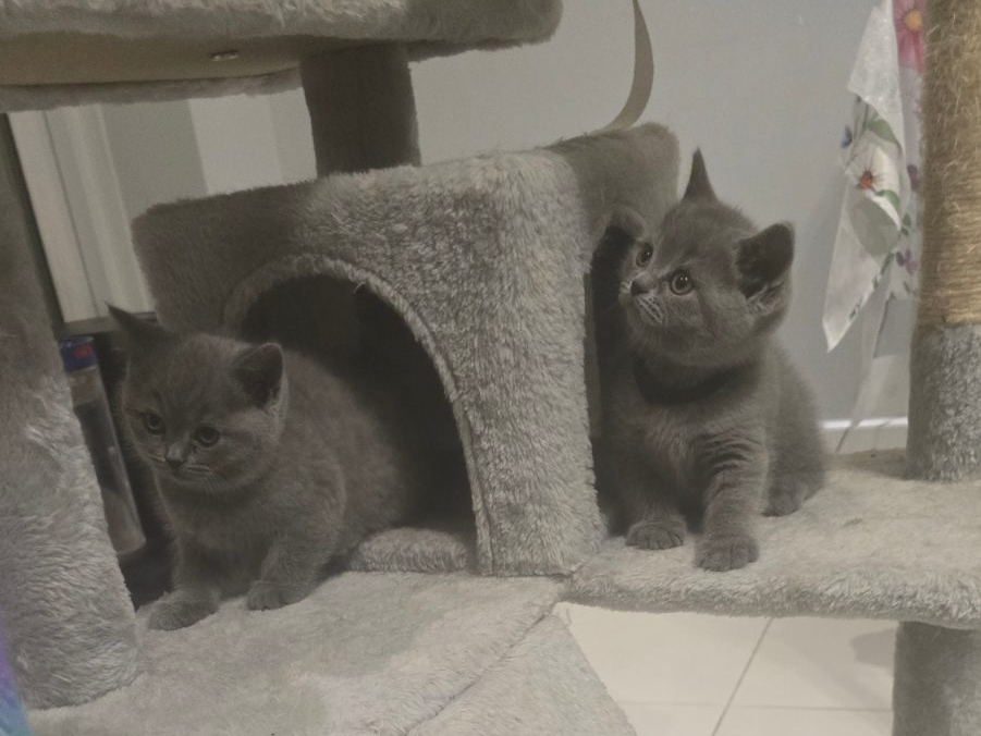 British cat — thumbnail 2