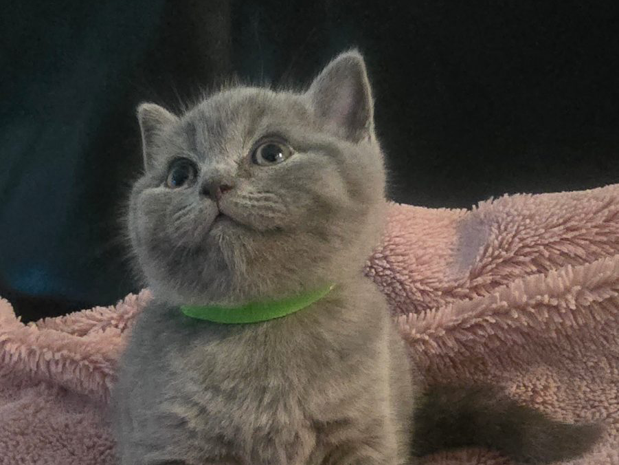 British cat — thumbnail 3