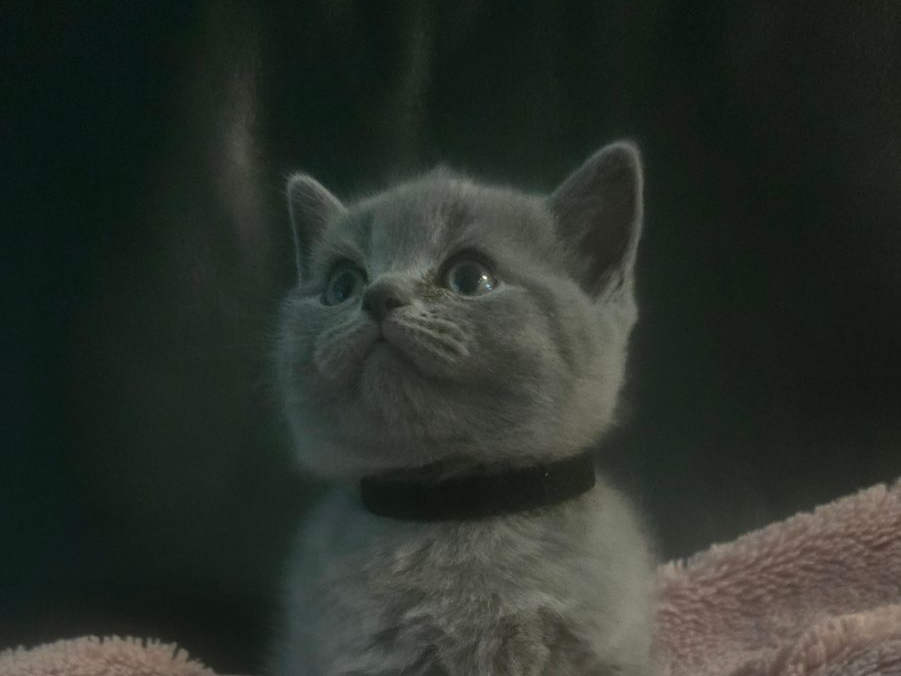 British cat — thumbnail 4