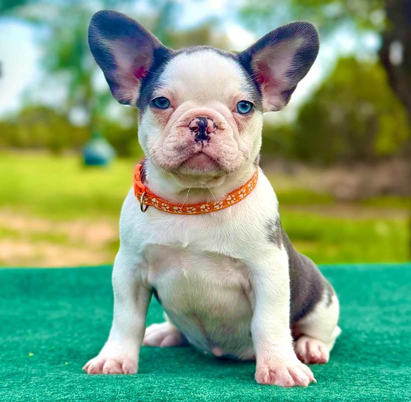 French Bulldog Puppies For sale In London — thumbnail 2