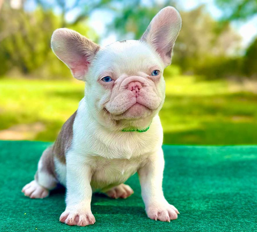 French Bulldog Puppies For sale In London
