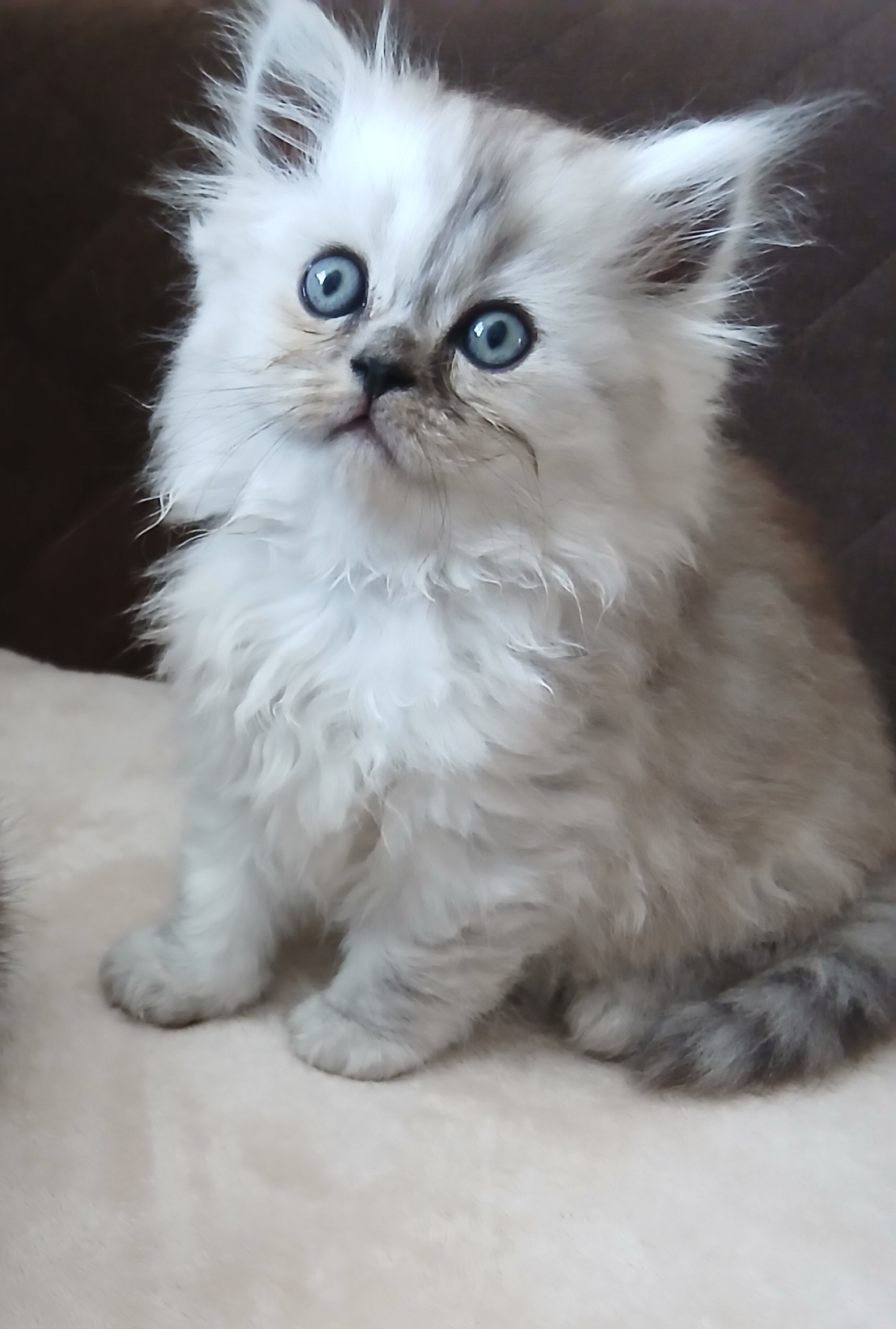 British silver white