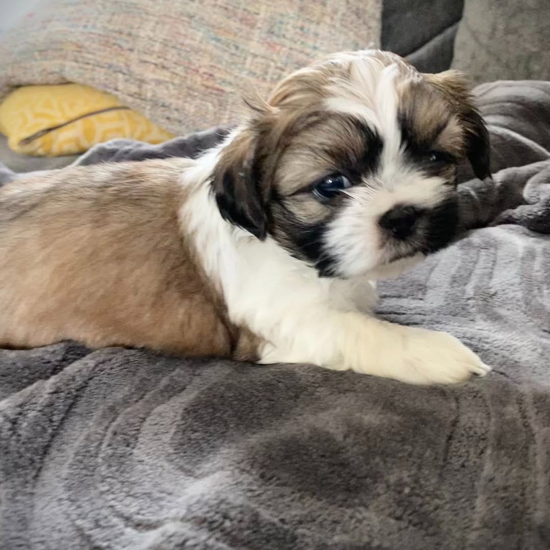 shih tzu puppies ready — thumbnail 2