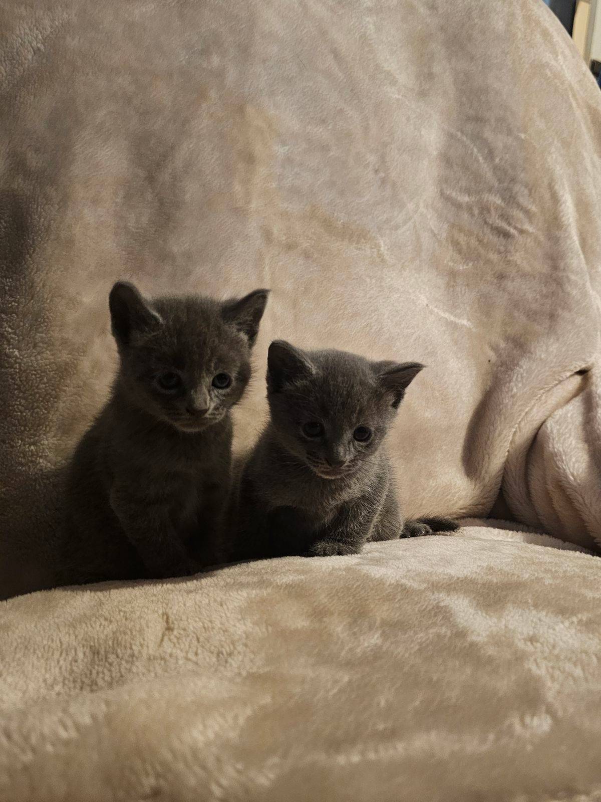 Russian blue kittens — thumbnail 2