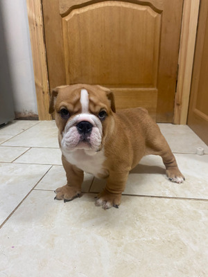 Well trained English bulldog puppies