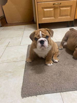 Well trained English bulldog  puppies — thumbnail 2