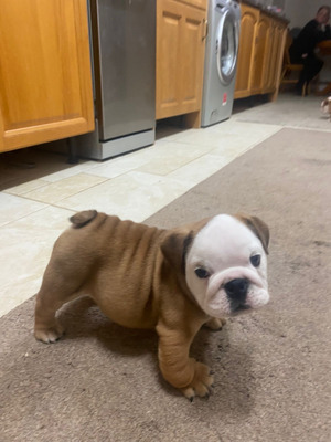 Well trained English bulldog  puppies — thumbnail 3