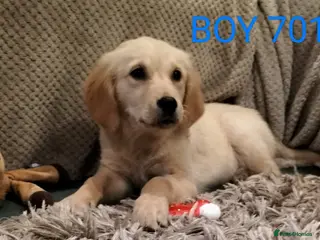 Stunning Golden Retriever Pups