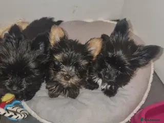 Yorkshire Terrier