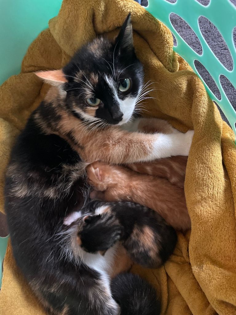 Beautiful Kittens for Sale
