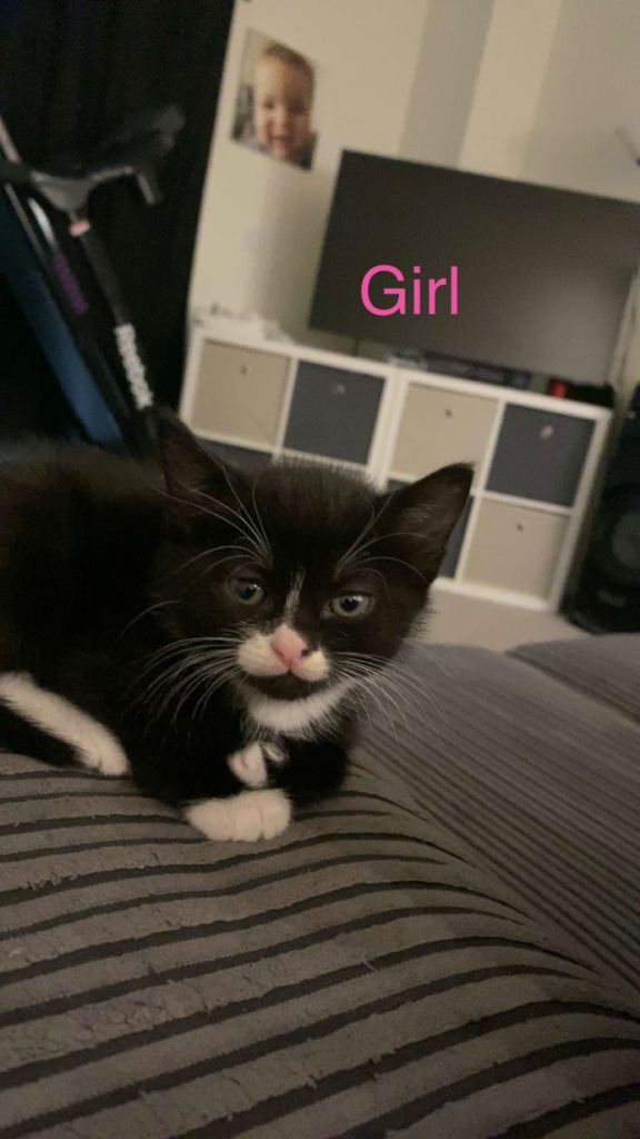 5 Kittens Ready for Adoption