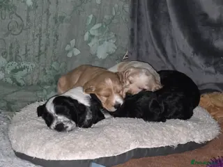Female Cocker Spaniel (ready to leave)